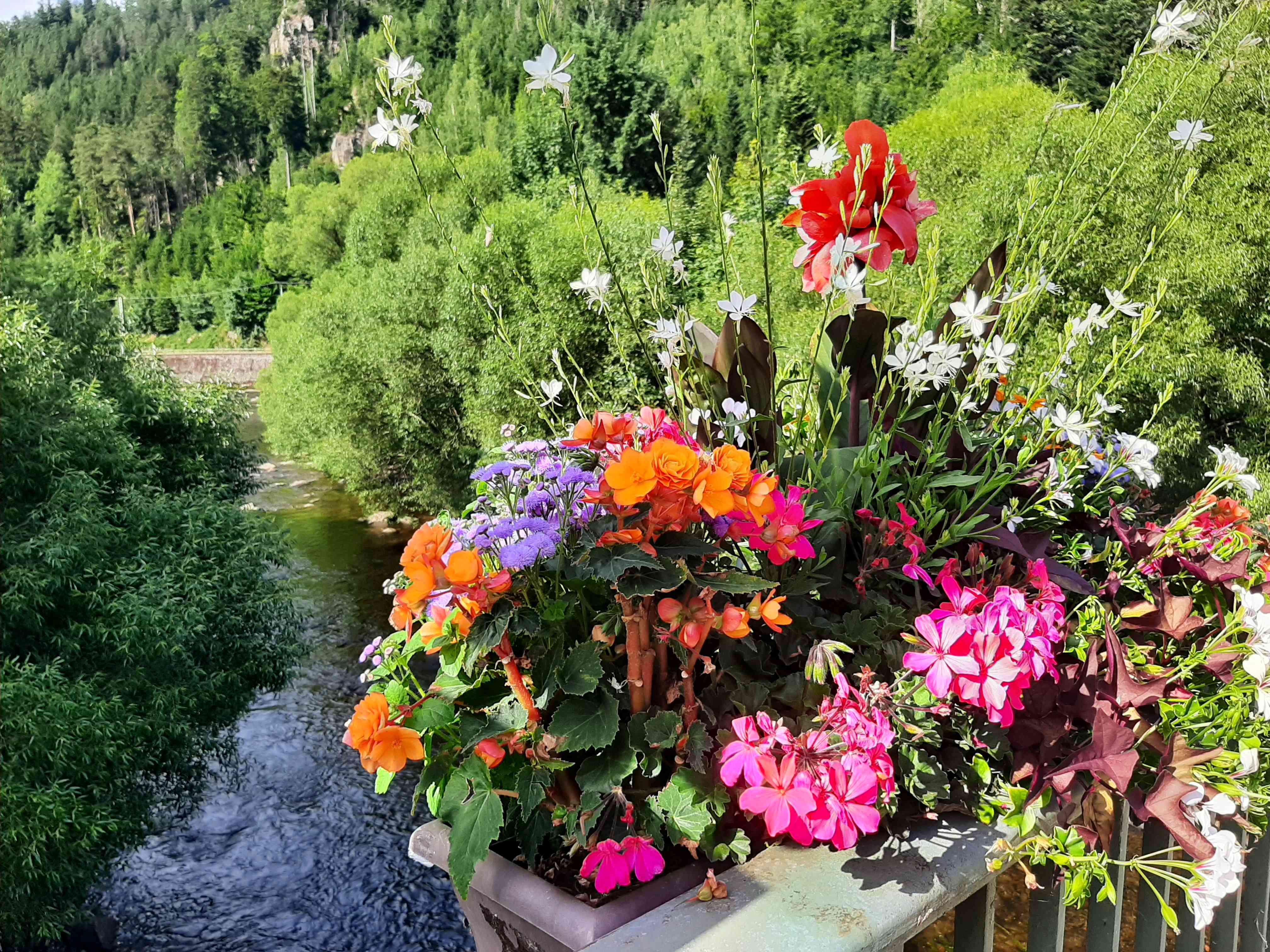 Blumenbild