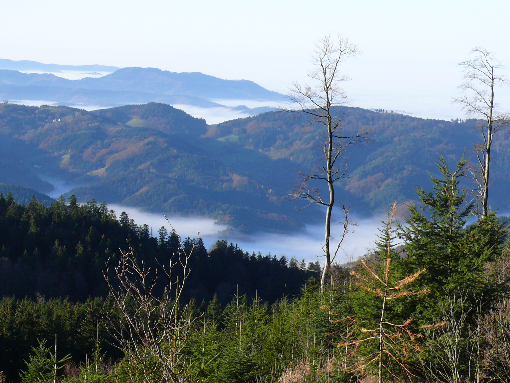 Aussicht im Schwarzwald
