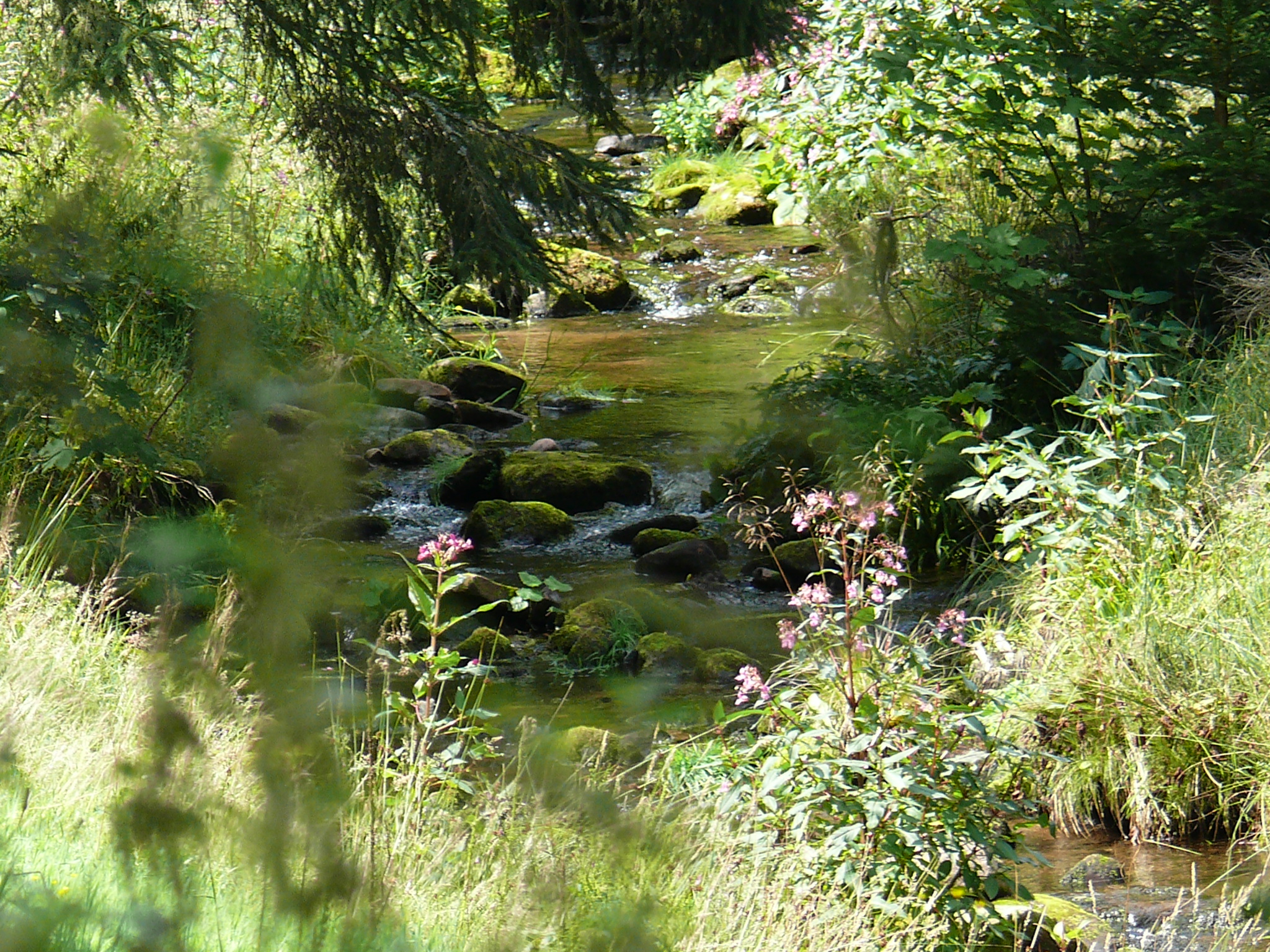 Naturbild